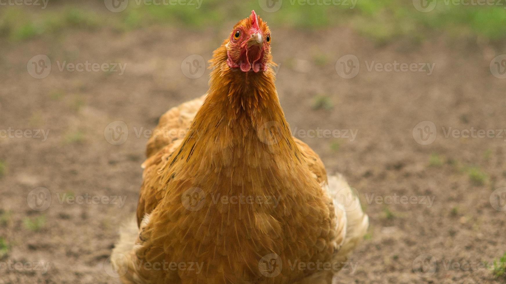 kip op een boerderij op zoek naar voedsel foto