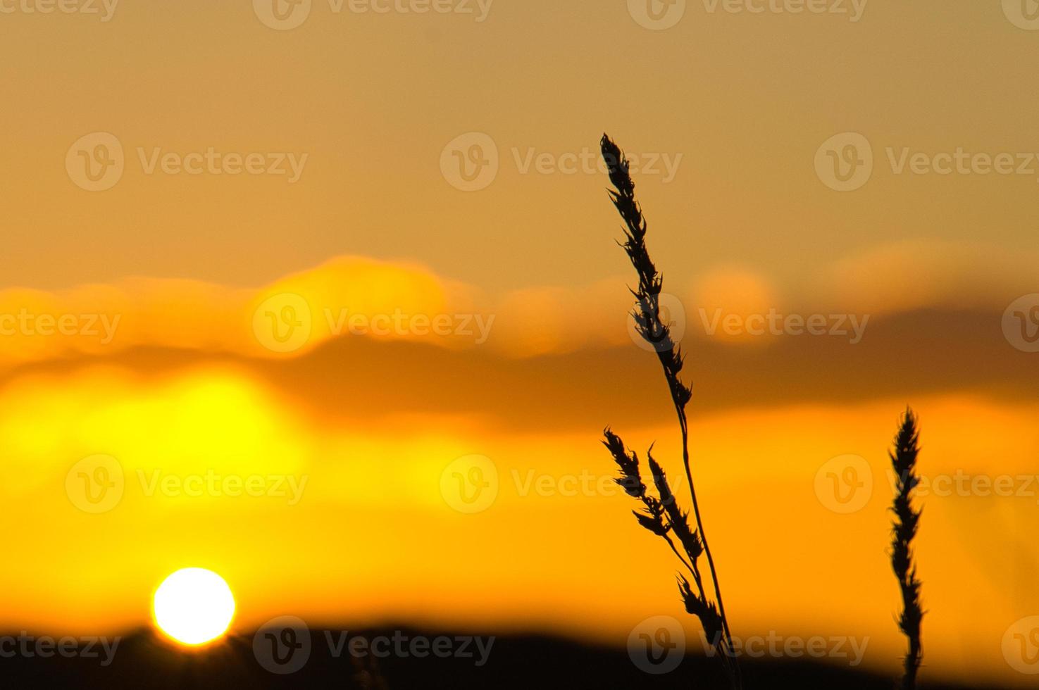 ondergaande zon aan de rand van berlijn. planten als silhouet op de voorgrond. foto