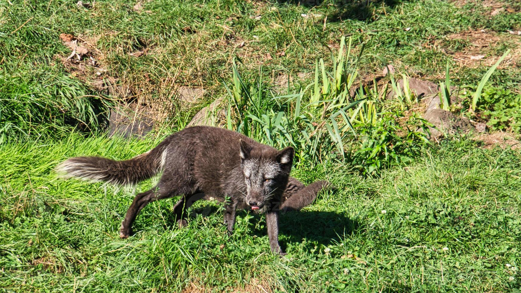 zwarte vos in close-up kijken naar de kijker. het dier is niet bang foto