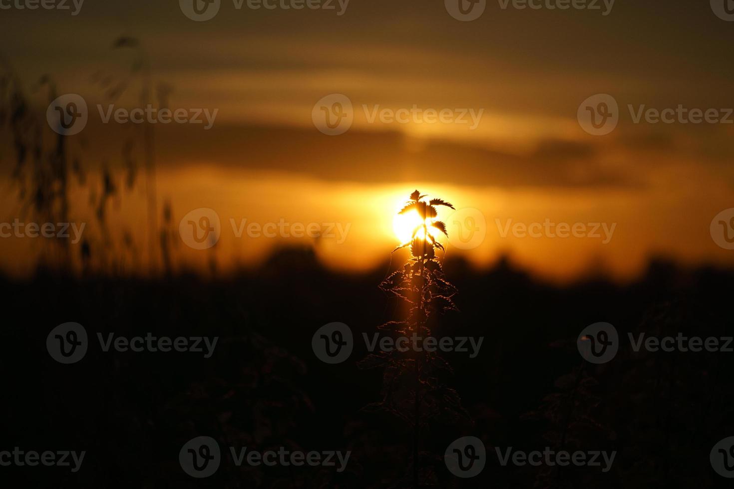 ondergaande zon aan de rand van berlijn. planten als silhouet op de voorgrond. foto