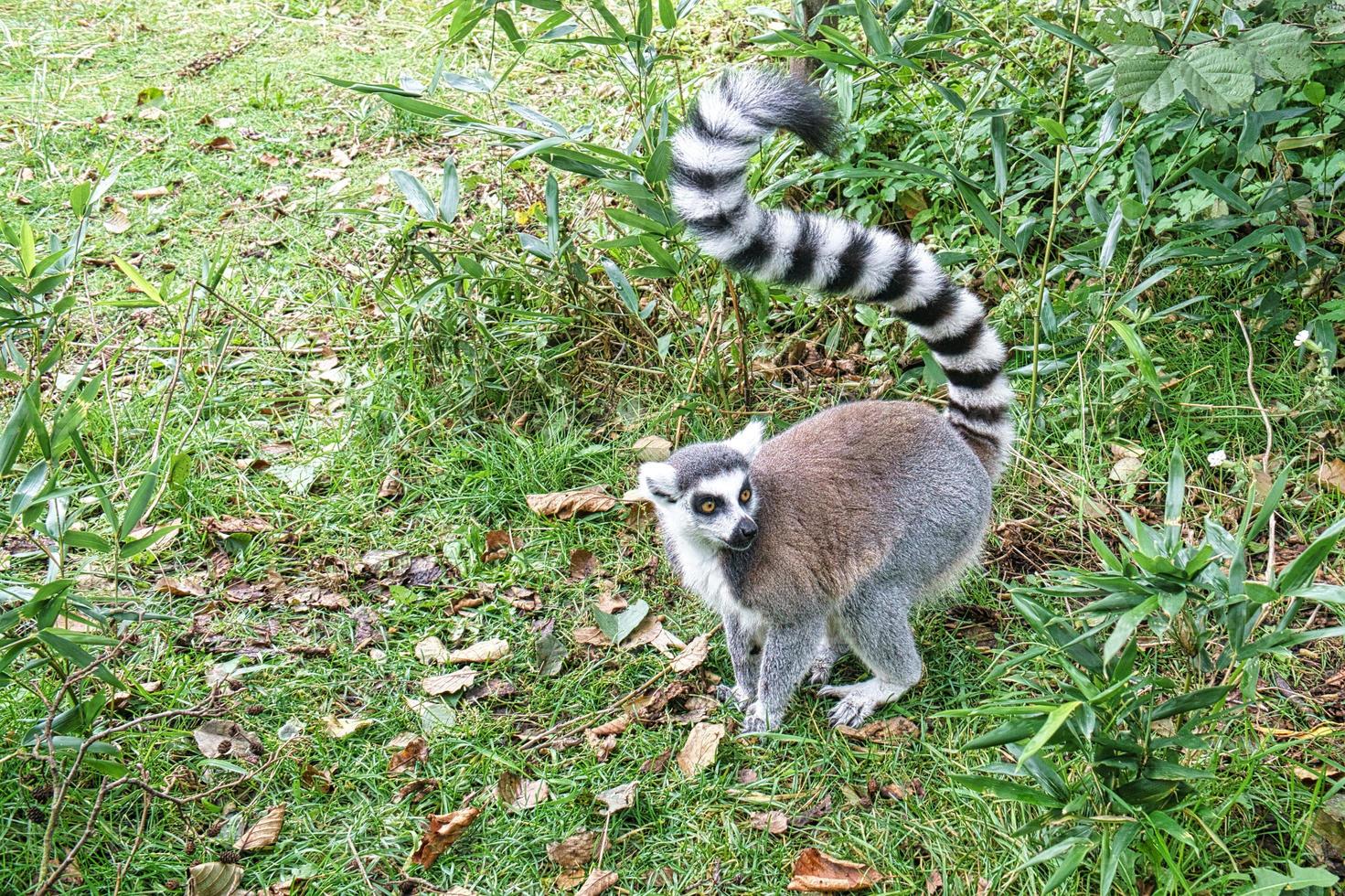 maki aap op de grond kijkend naar de kijker. geïnteresseerd en speels zijn de zwart-witte apen. foto