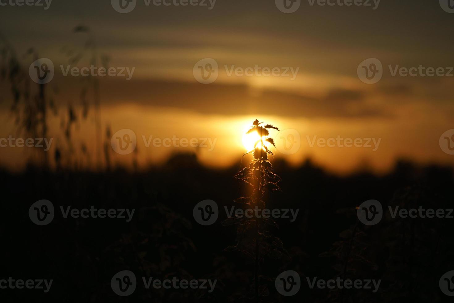 ondergaande zon aan de rand van berlijn. planten als silhouet op de voorgrond. foto