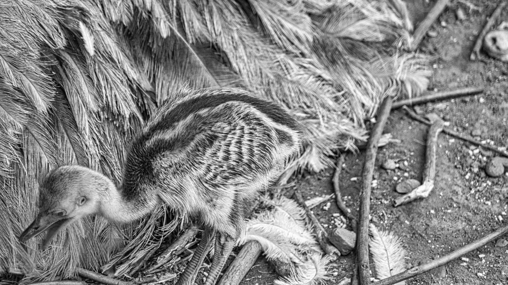 nandu kuiken bij het nest. babyvogel die de omgeving verkent. dieren foto. foto