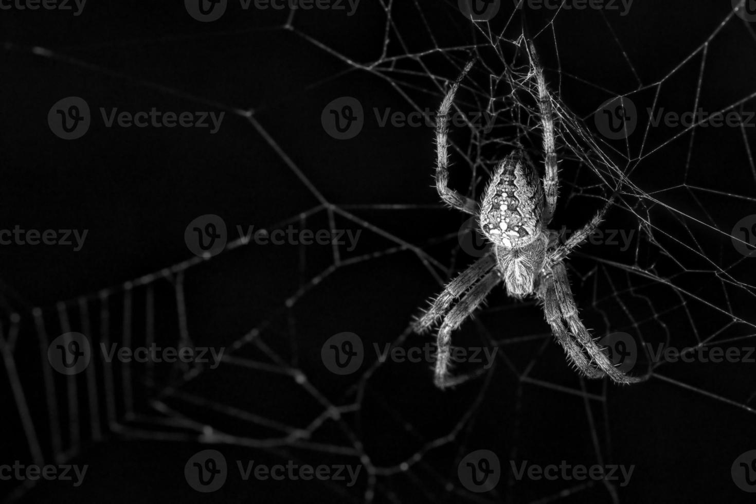 kruis spin in web. de jager loert op zijn prooi foto