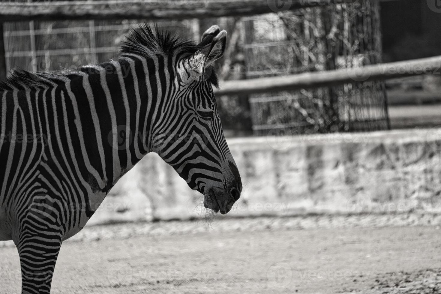zebra uit de dierentuin van Berlijn in duitsland foto