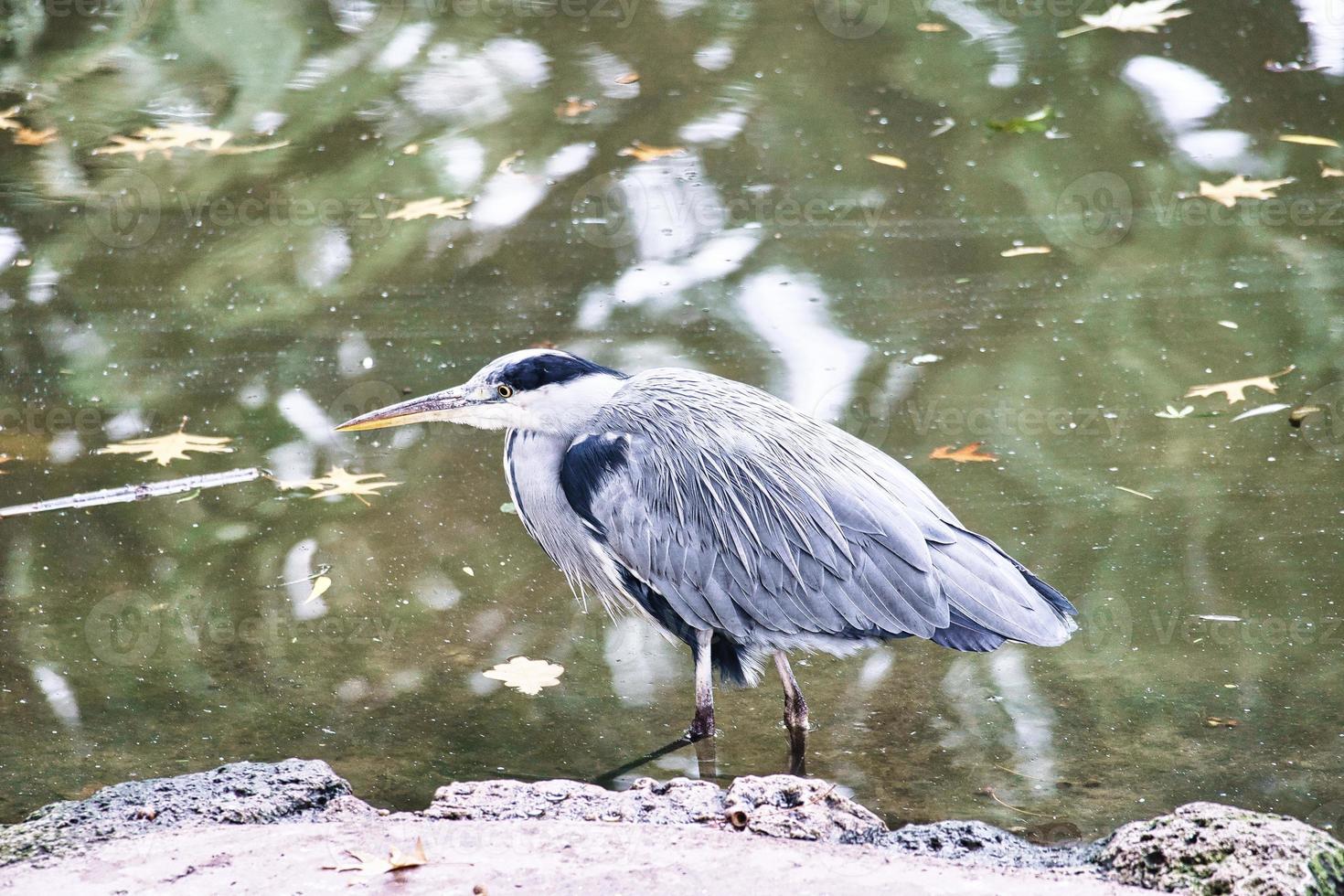 grijze reiger op het water, op de loer voor prooi. elegante jager. dierenfoto van een vogel foto