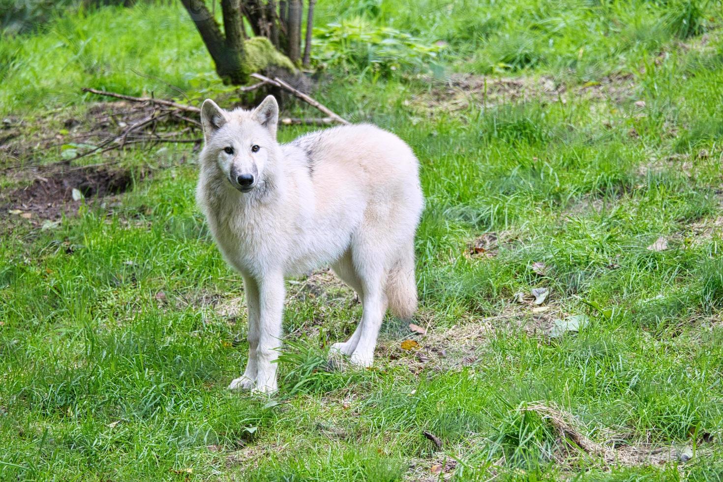 jonge witte wolf uit het wolvenpark werner freund. foto