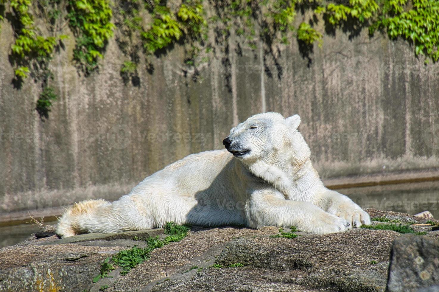 ijsbeer uit de dierentuin van Berlijn liggend en ontspannen. foto