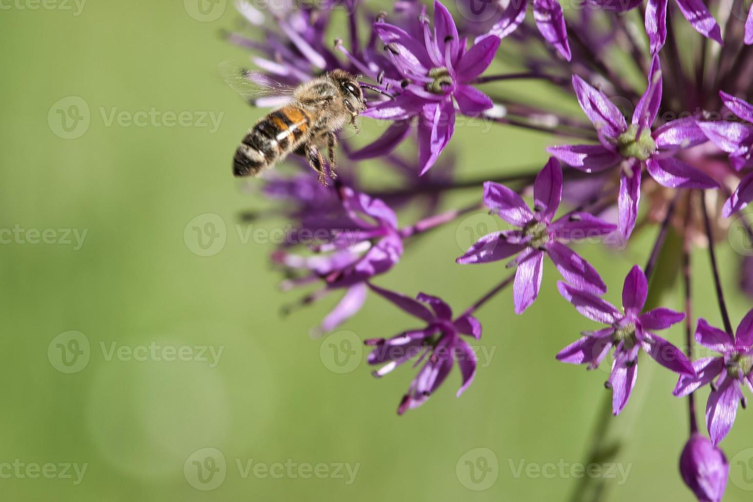 honingbij die tijdens de vlucht nectar verzamelt op een paarse bloem. bezig insect. dynamisch foto