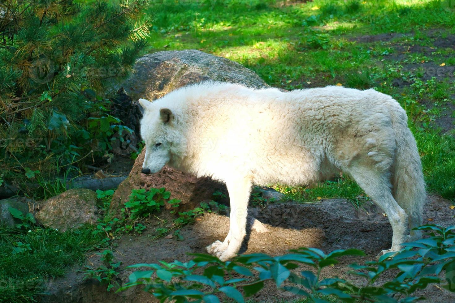 polaire wolf staande op een weide met witte vacht. verlegen roofdier onder zoogdieren. dier foto