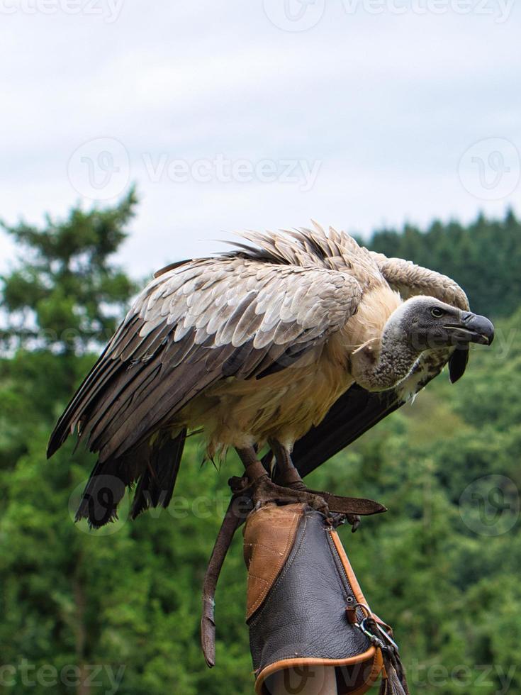 Vale gier op de handschoen van de valkenier klaar om in close-up te vliegen. kolossale grote vogel foto