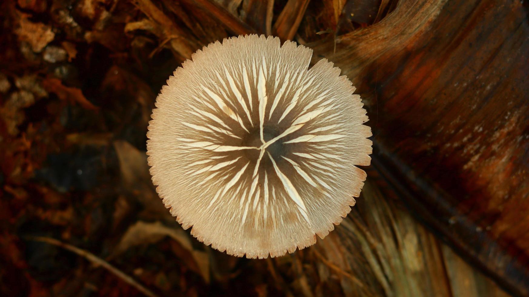 paddenstoelplant die groeit op een rottende bananenstam op een wazige natuurachtergrond. foto