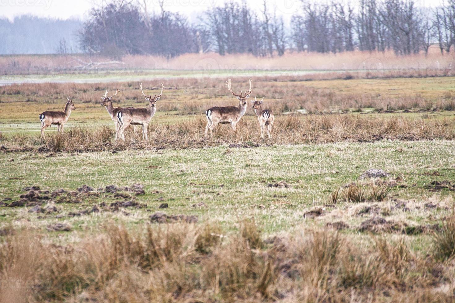 vrijlopende herten op de darss. zoogdieren met gewei in duitsland.animal photo foto