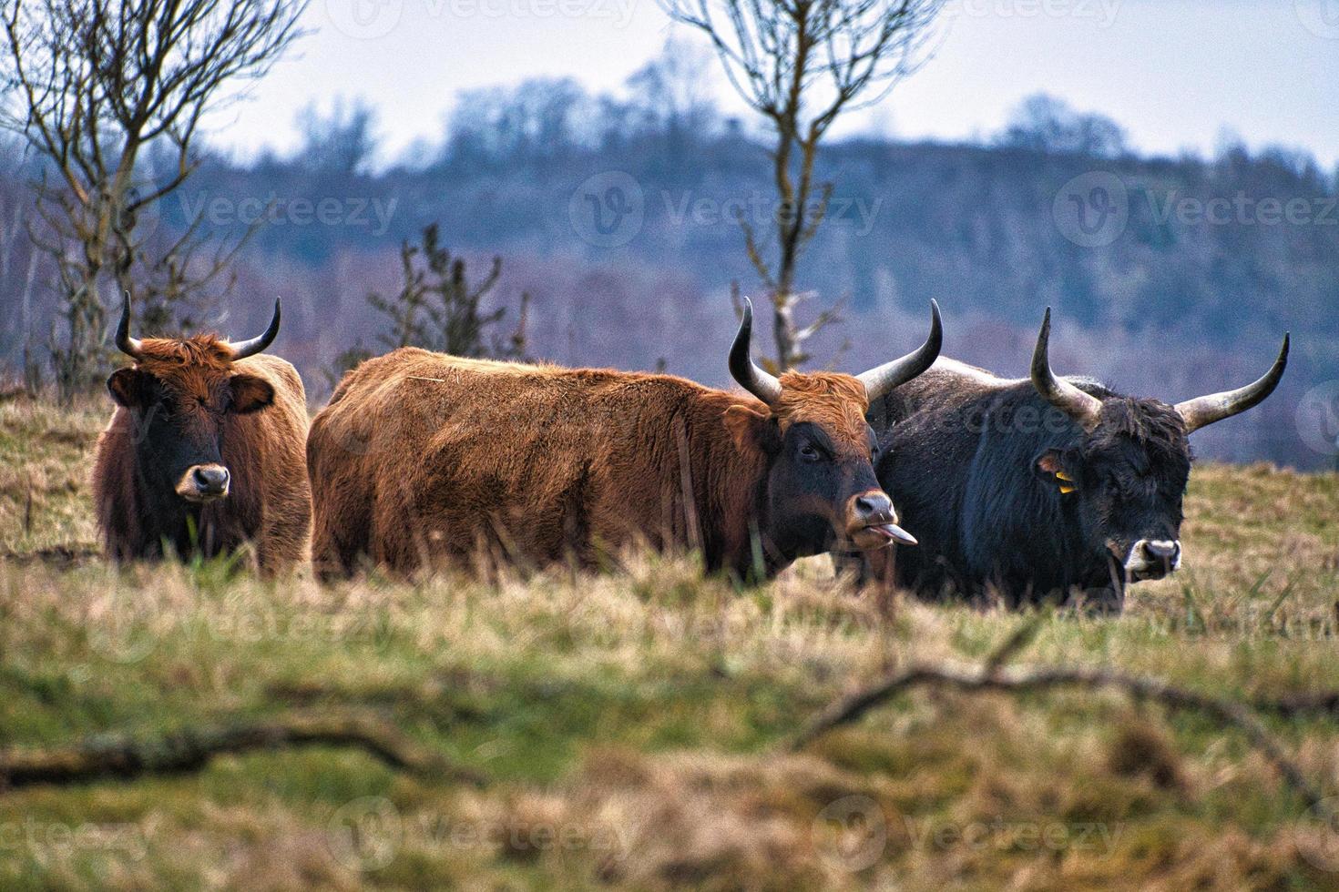 hooglandvee in een weiland. krachtige hoorns bruine vacht. landbouw en veeteelt foto