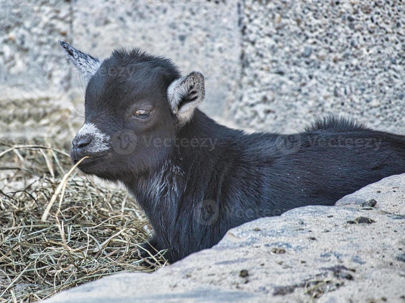 jonge geiten in de kinderboerderij van berlijn. helemaal speels foto