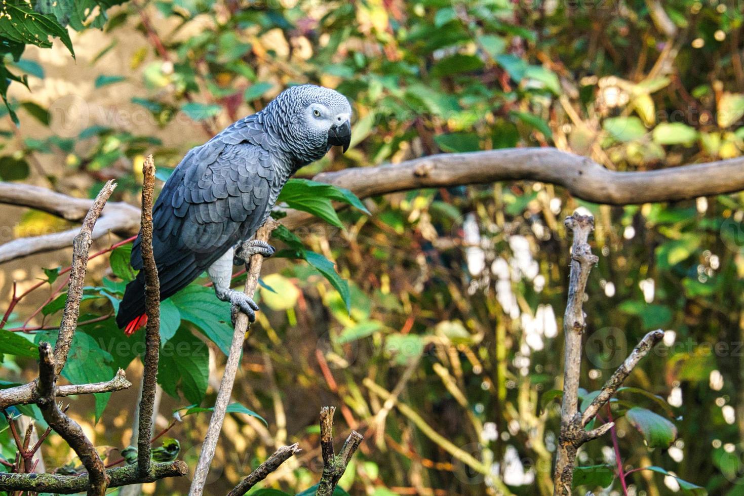 grijze papegaai met oogcontact met de kijker. foto