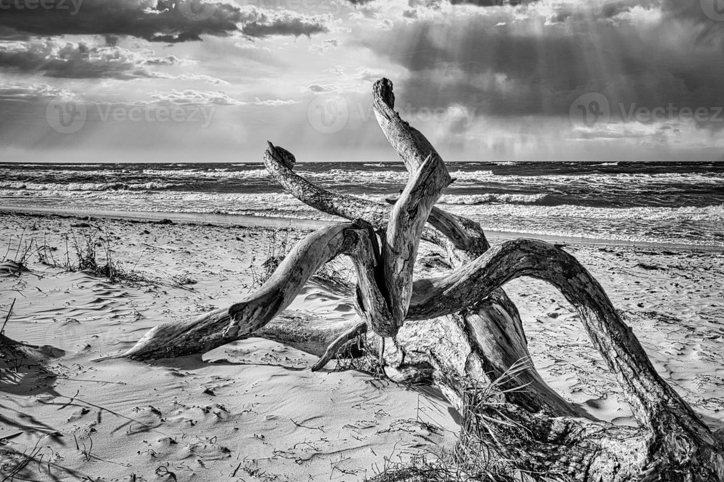 boomwortel liggend aan de kust van de Oostzee op het strand voor de zee in zwart-wit. foto