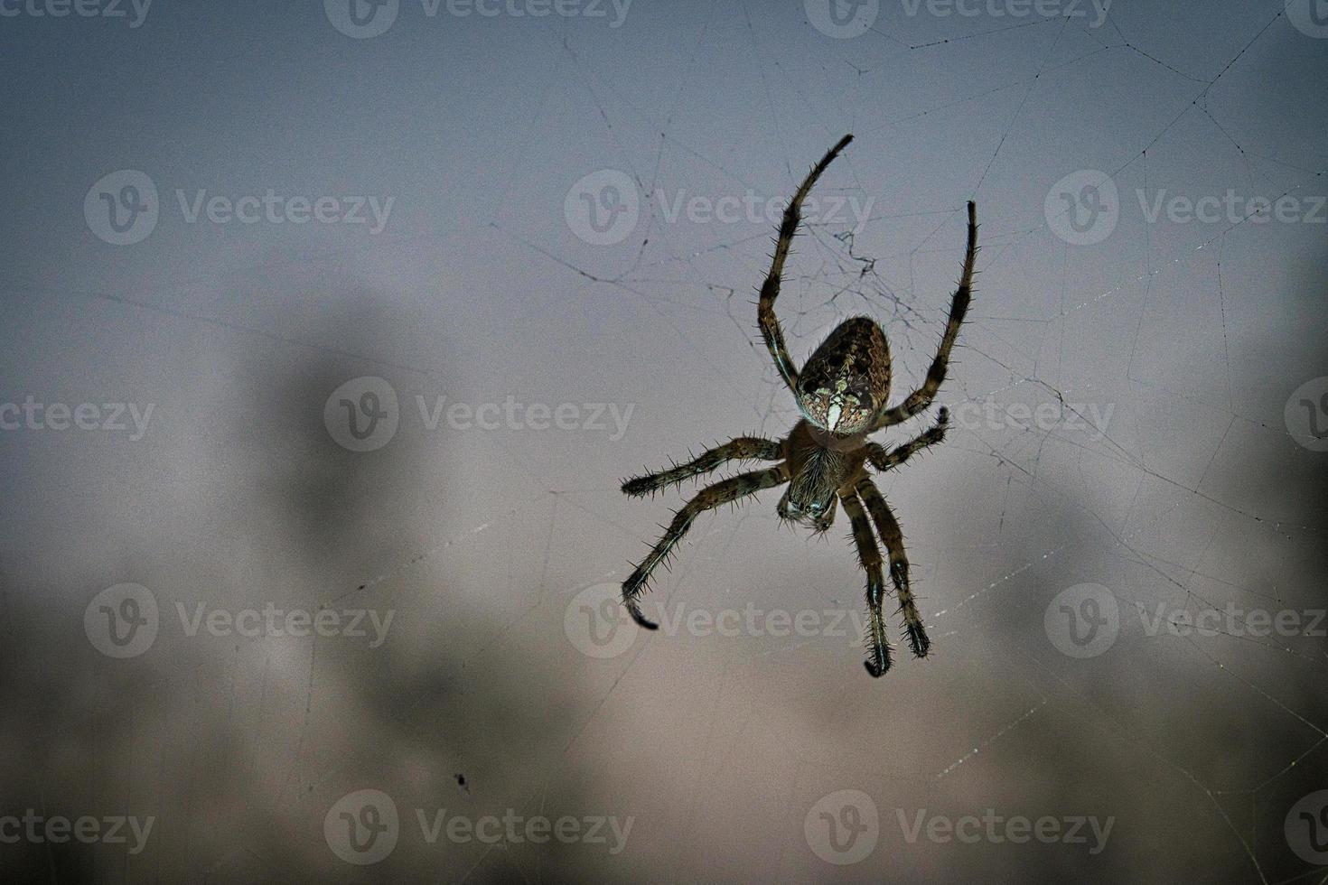 kruis spin in web. de jager loert op zijn prooi foto