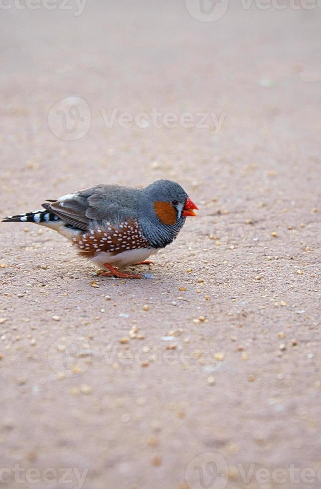 zebravinken op de grond op zoek naar voedsel. zijn kleurrijke verenkleed foto