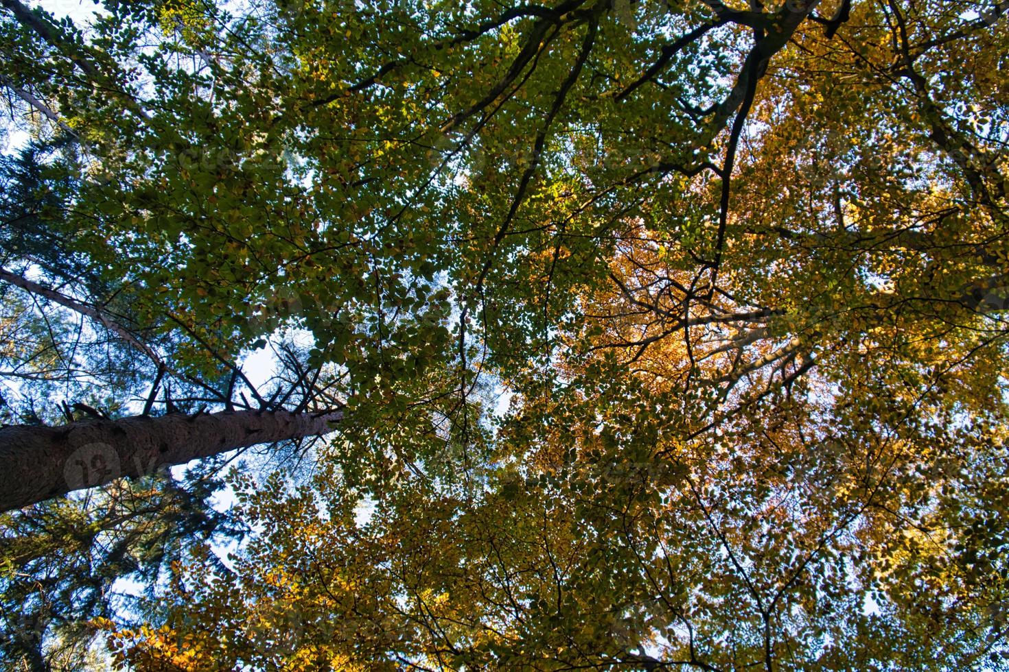 lichte stemming in de herfst in een loofbos. foto