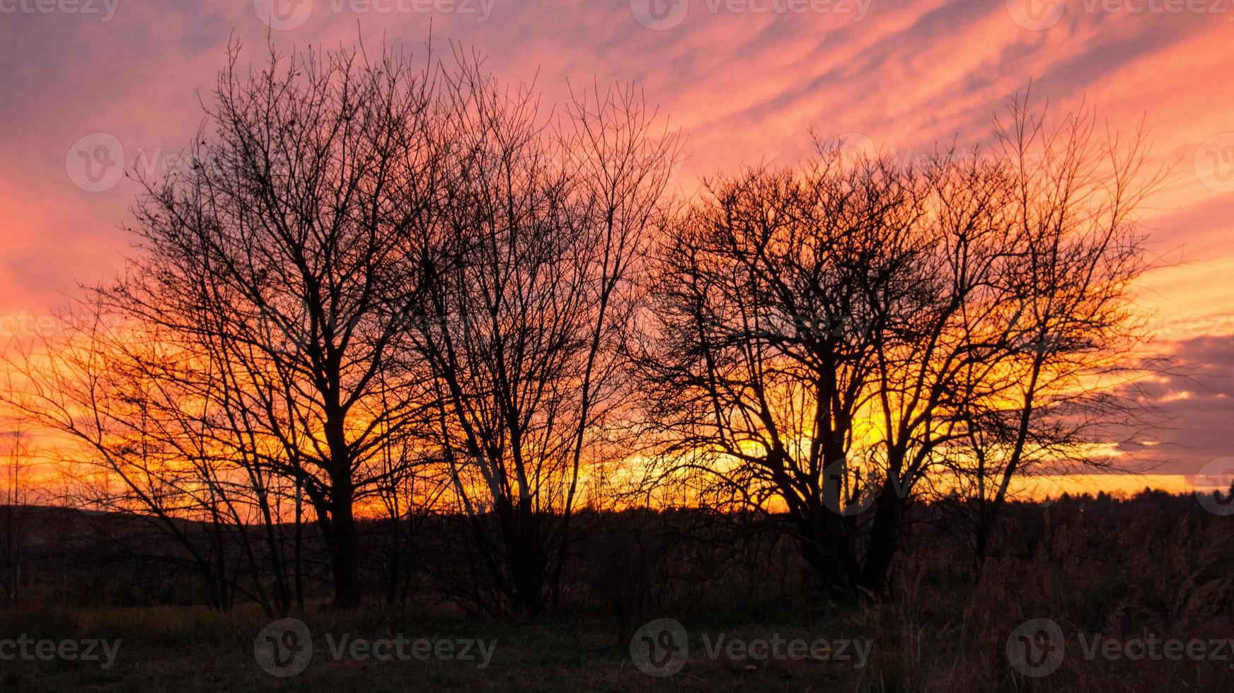 zonsondergang met brandende lucht achter de bomen. foto