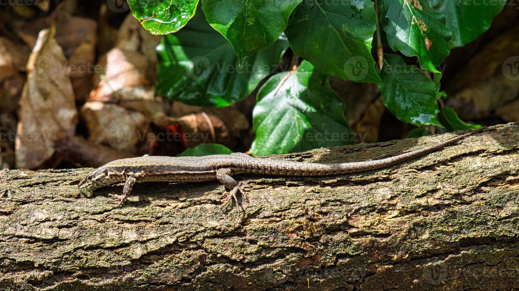 hagedis op een boomstam in het bos zonnebaden. dier schot van een reptiel. foto