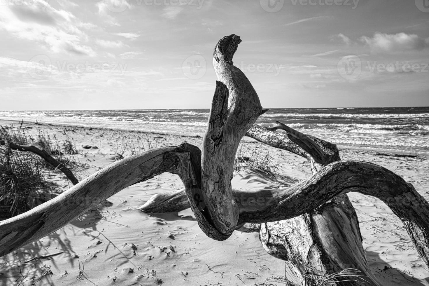 drijfhout, boomwortel liggend aan de kust van de Oostzee op het strand voor de zee in zwart-wit. foto