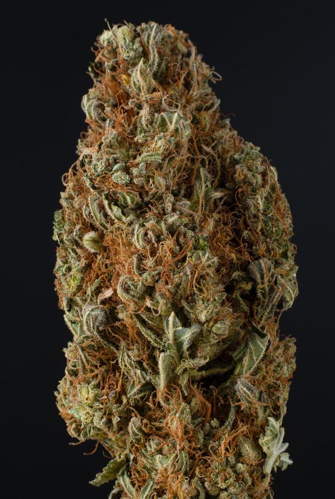 blackberry x skunk knop extreem close-up foto