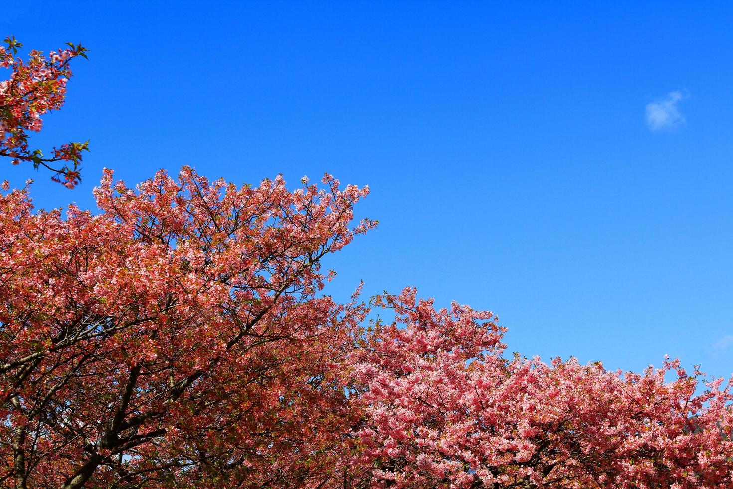 prachtige lente wilde himalaya vrolijke bloesem bloeien op bomen met zonlicht flare of lek en heldere blauwe hemelachtergrond in parktuin tokyo, japan. roze sakura-bloemstruiken met kopieerruimte. foto