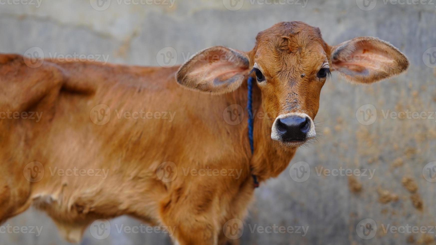 het bruine schattige kalf. foto