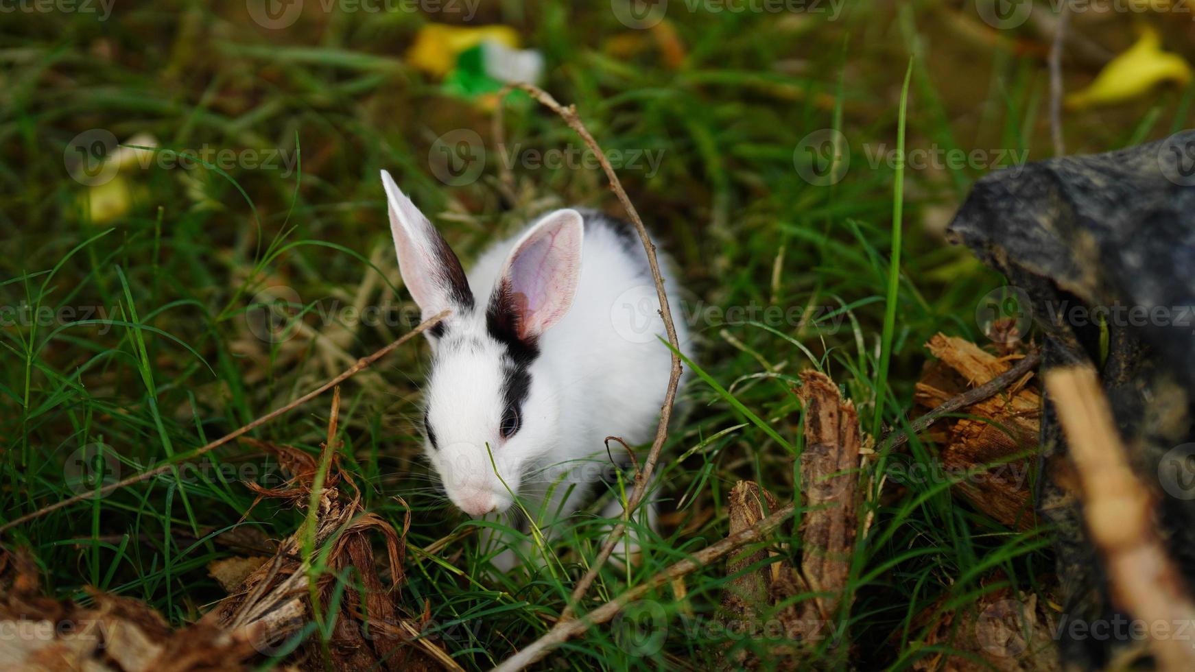 katoenstaartkonijn konijn wit konijn afbeelding foto