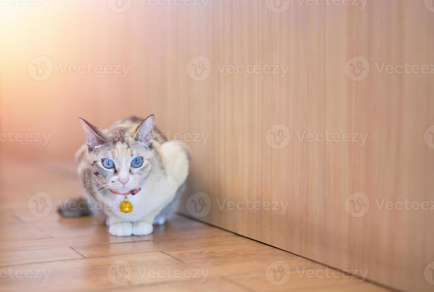 kat bereidt zich voor om te springen foto