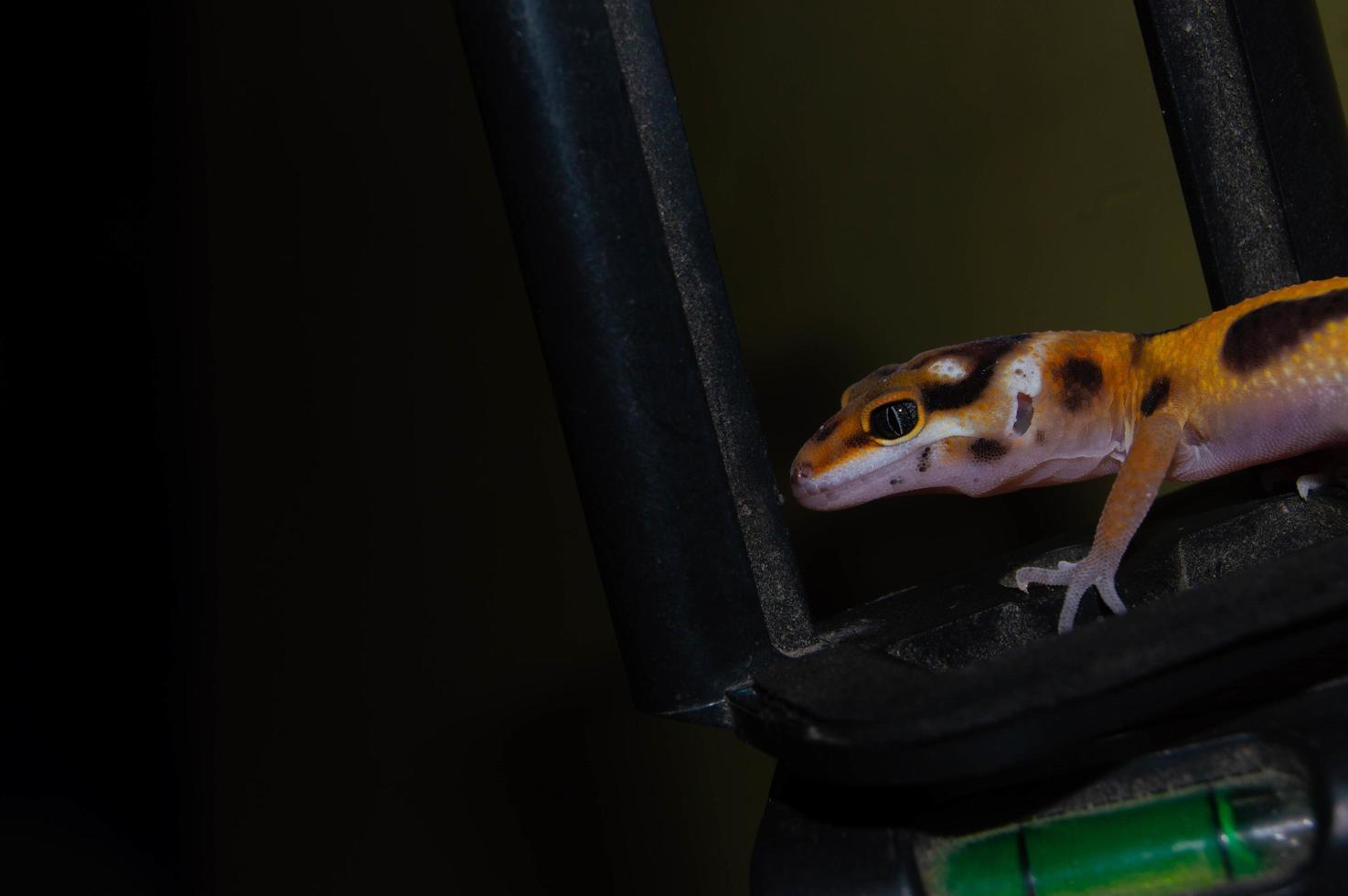 luipaardgekko hagedis spelen op een camera statief foto