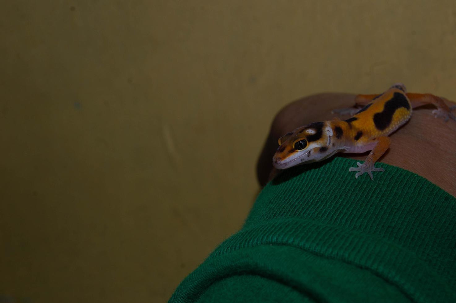 in de hand gehouden tamme luipaardgekko hagedis foto