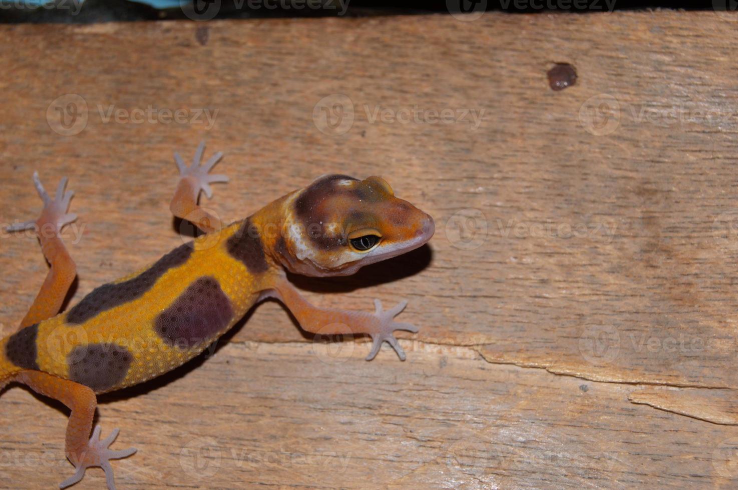 luipaardgekko voor huisdieren, mooi reptiel voor decoratie. Tam dier. dieren die op hout spelen. foto