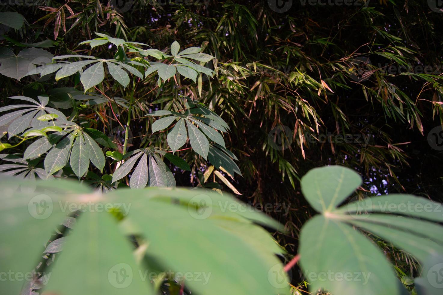 foto van cassavebladeren die groeien in Indonesische laaglandtuinen