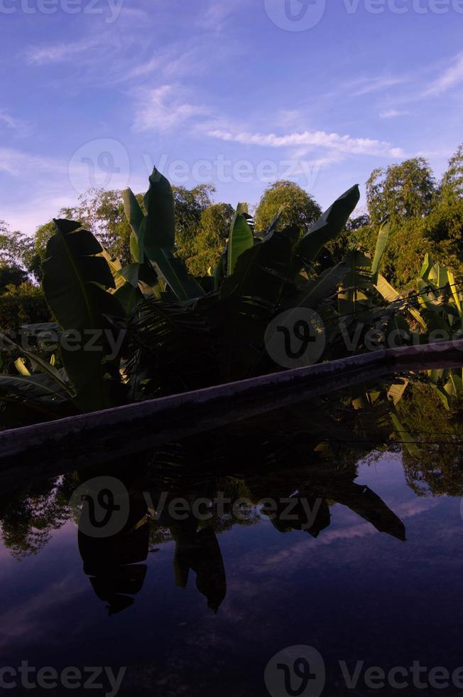 uitzicht op de bomen vanaf de top van het huis foto