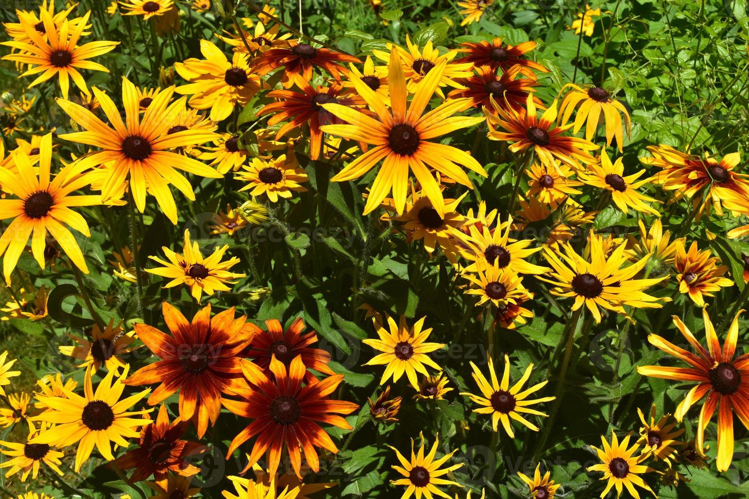 schilderachtige close-up van de prachtige susans met zwarte ogen foto