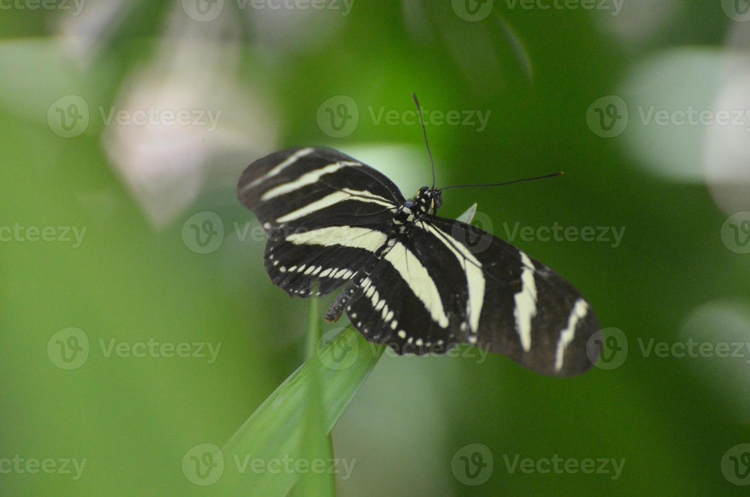 mooie zwart-witte zebravlinder in de lente foto