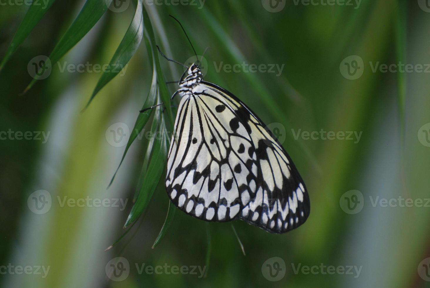 rijstpapier vlinder zittend op groen gebladerte foto