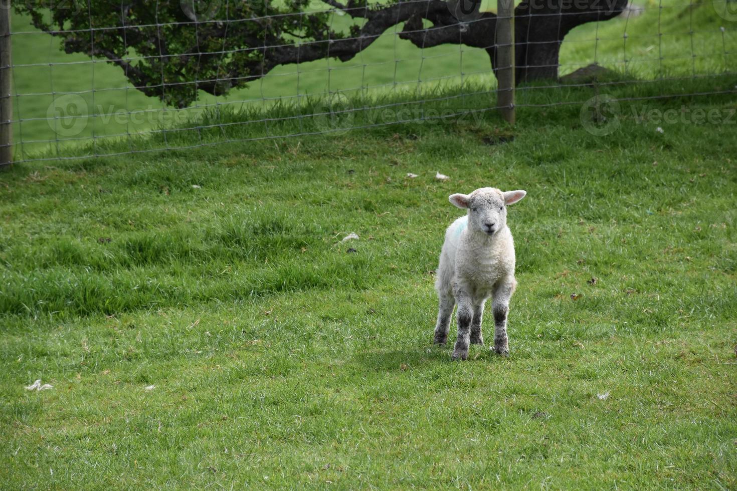 boerderij met een klein wit lam dat stilstaat foto