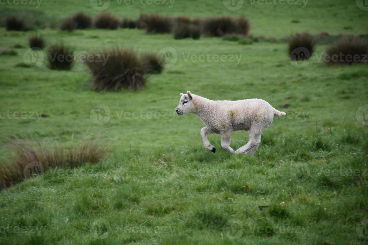 zoet lam dat langs de heide in engeland loopt foto