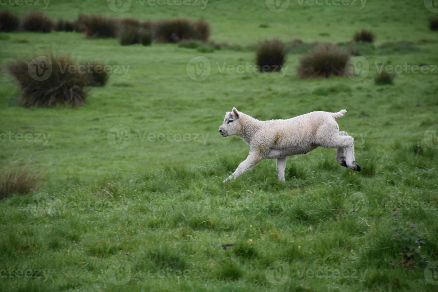 lam in engeland rennend in een groot veld foto