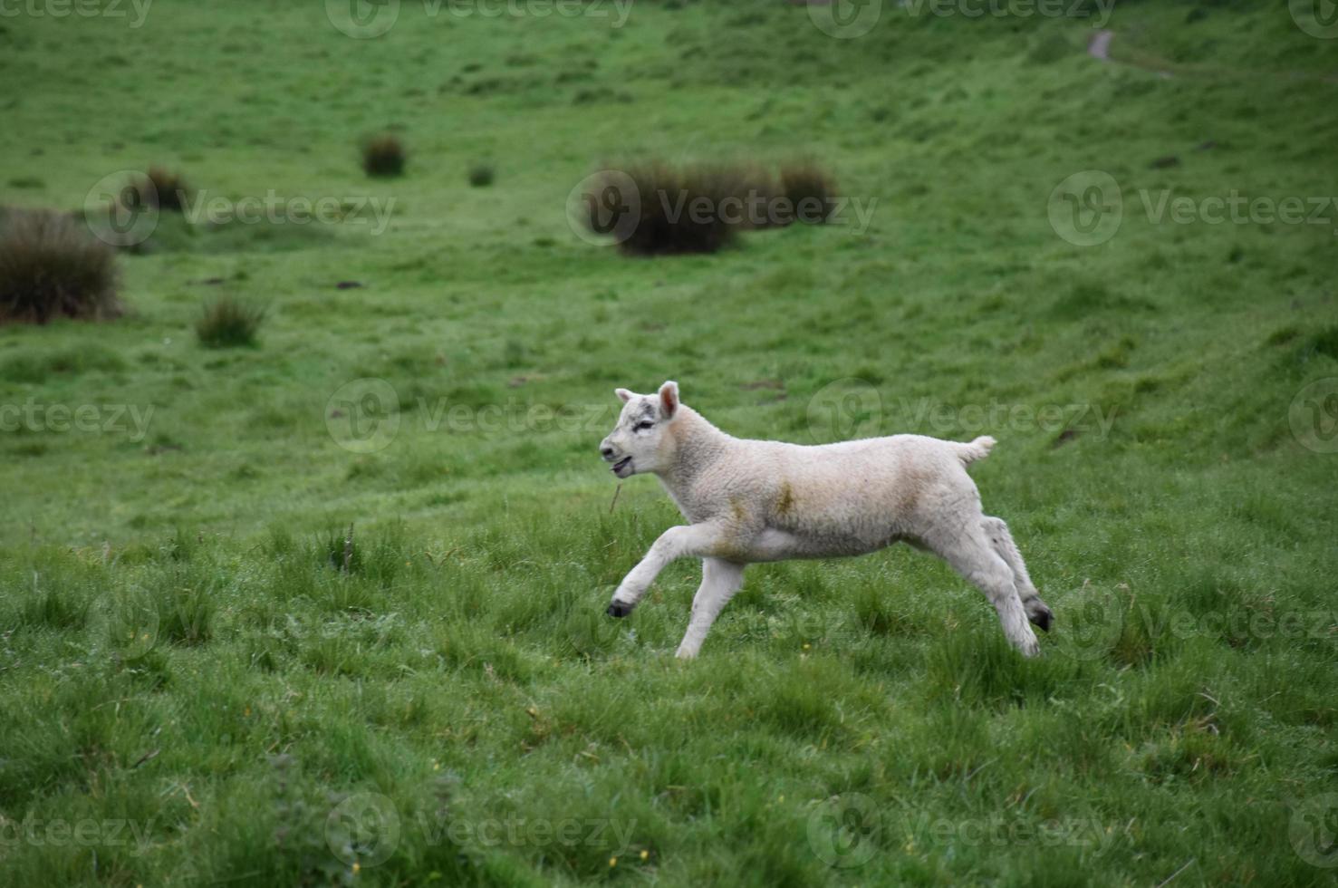 schattig lam dat door een grasveld op de heide rent foto