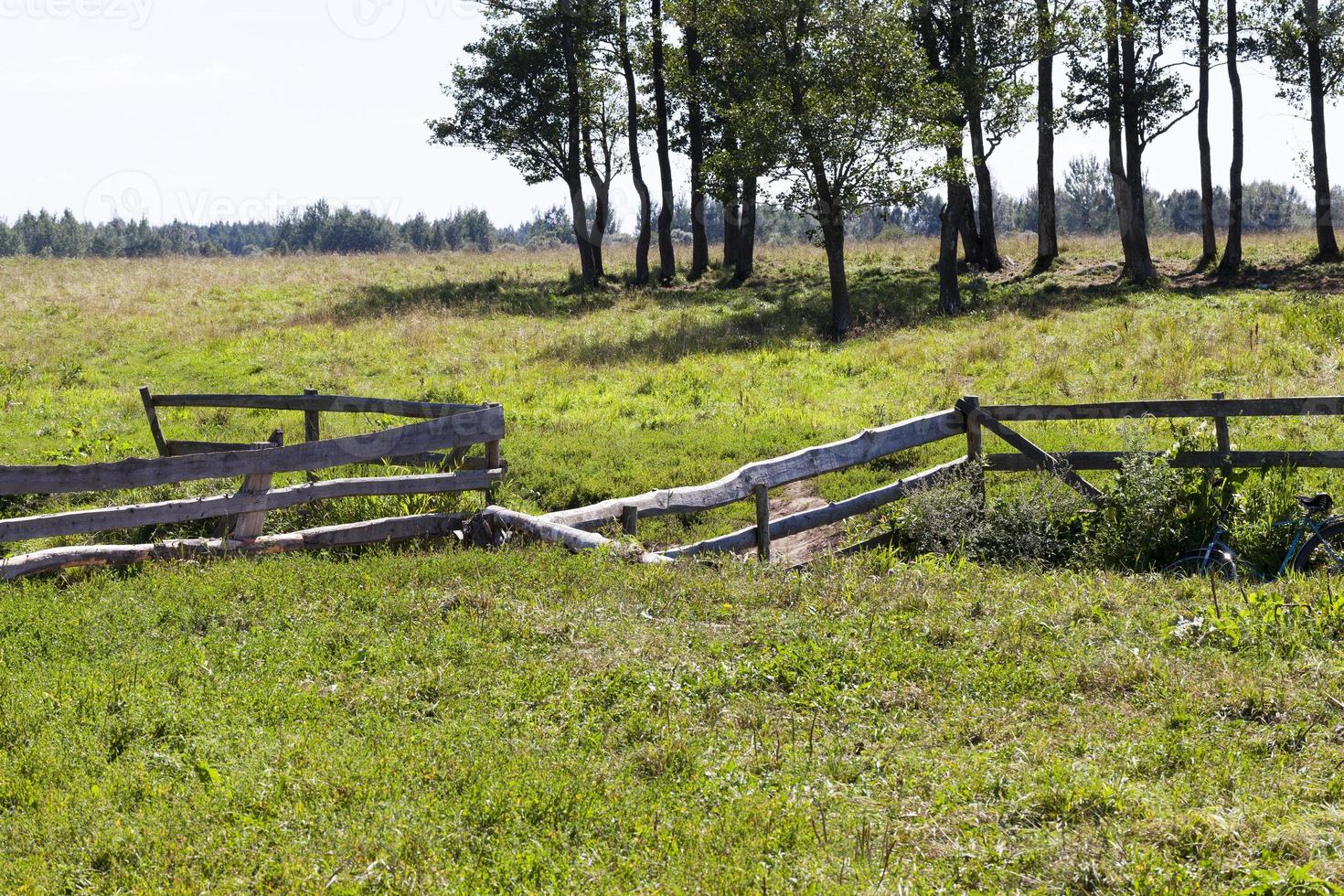 brug zelfgemaakt, bomen foto