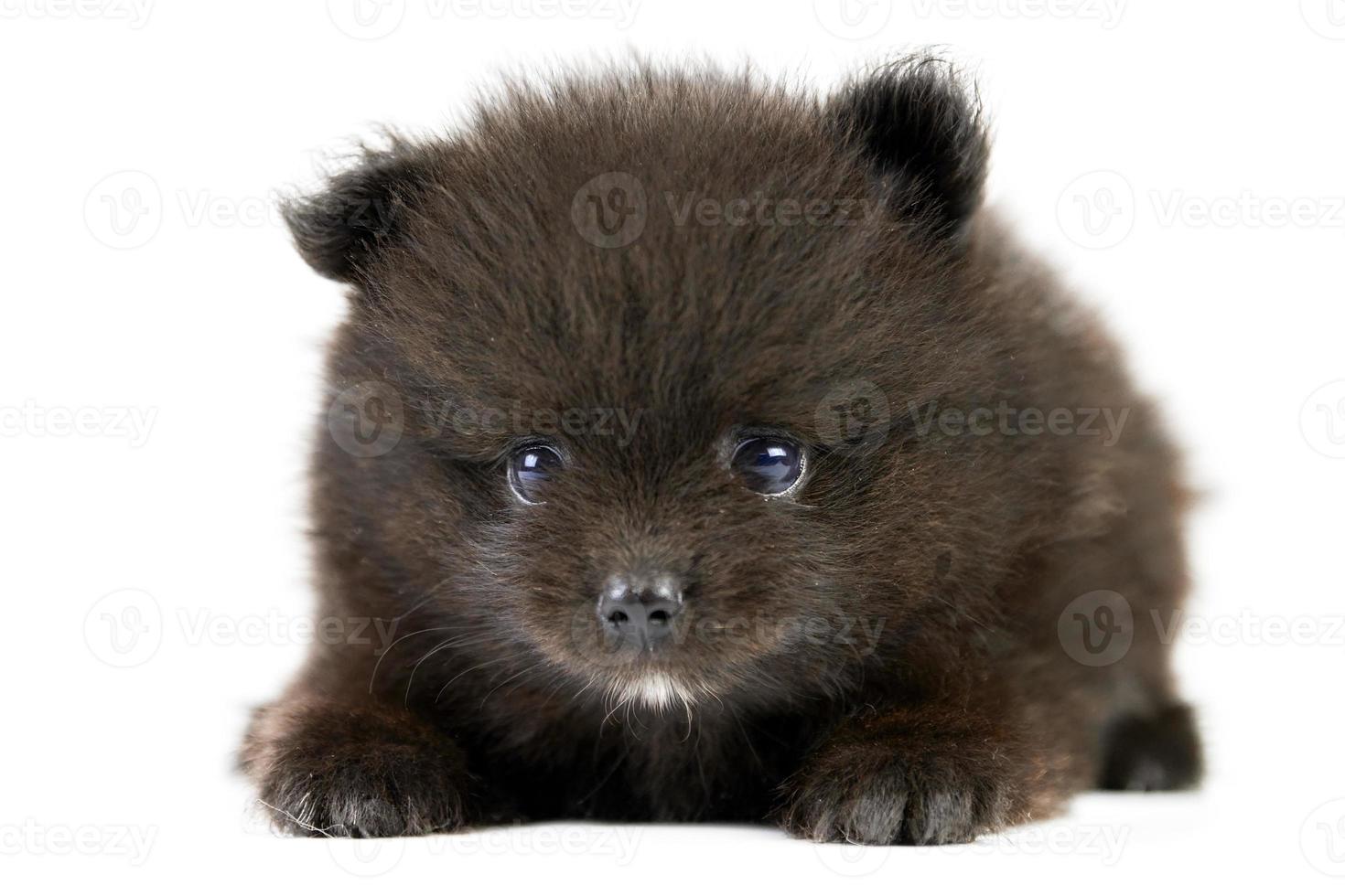 Pommeren spitz zwarte puppy geïsoleerd foto