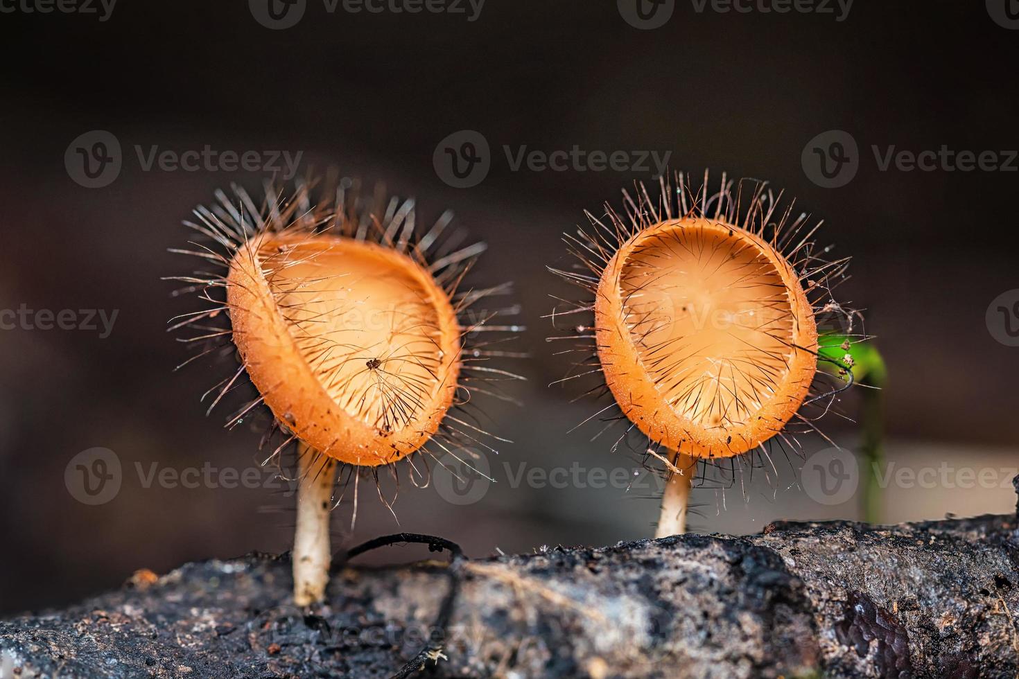 paddestoelen oranje schimmels beker. foto