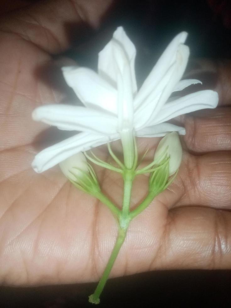 Arabische jasmijn, witte bloem, behang, mooie bloem, schoonheid natuur foto