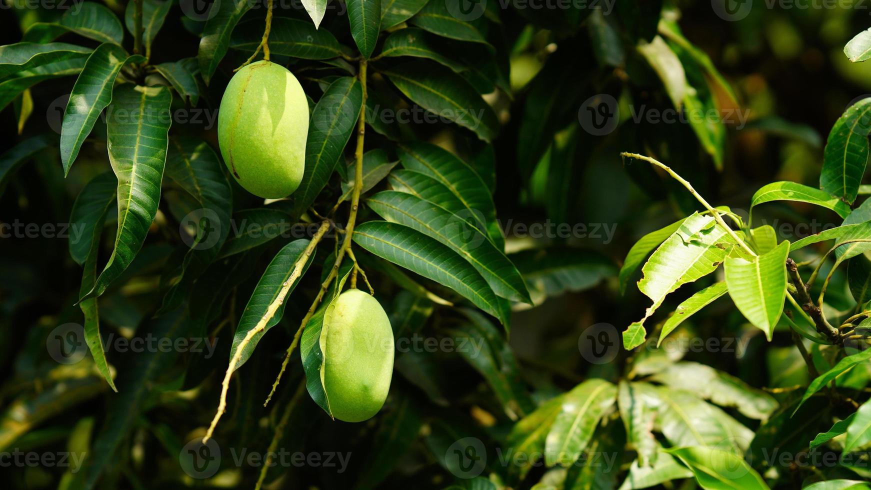 groene mango hangt aan de boom foto