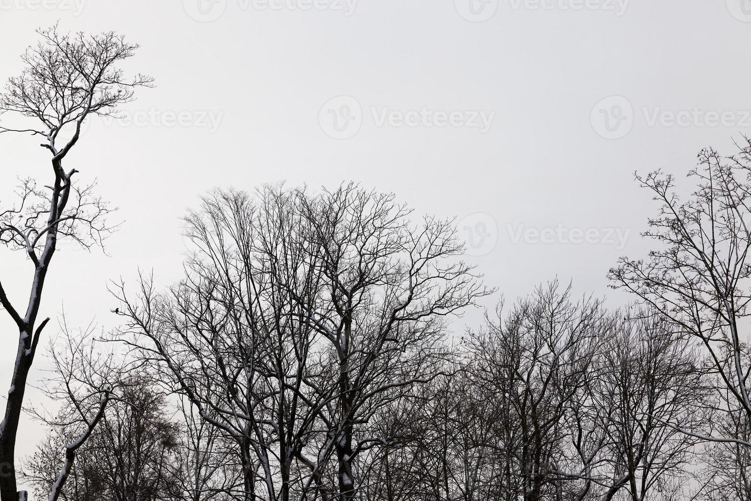 de toppen van bomen in de mist foto